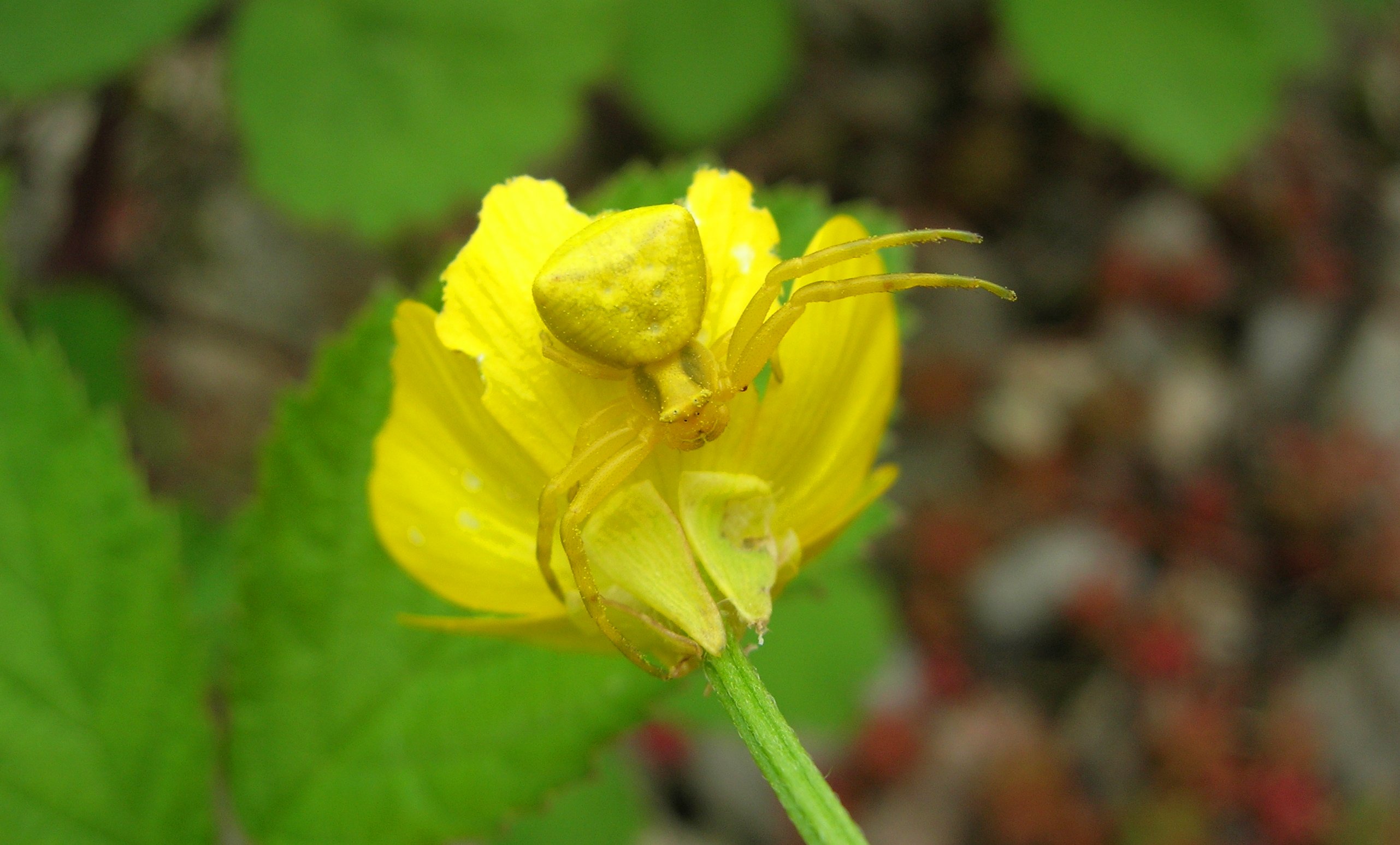 Fonds d'cran Animaux Araignes Misumena vatia