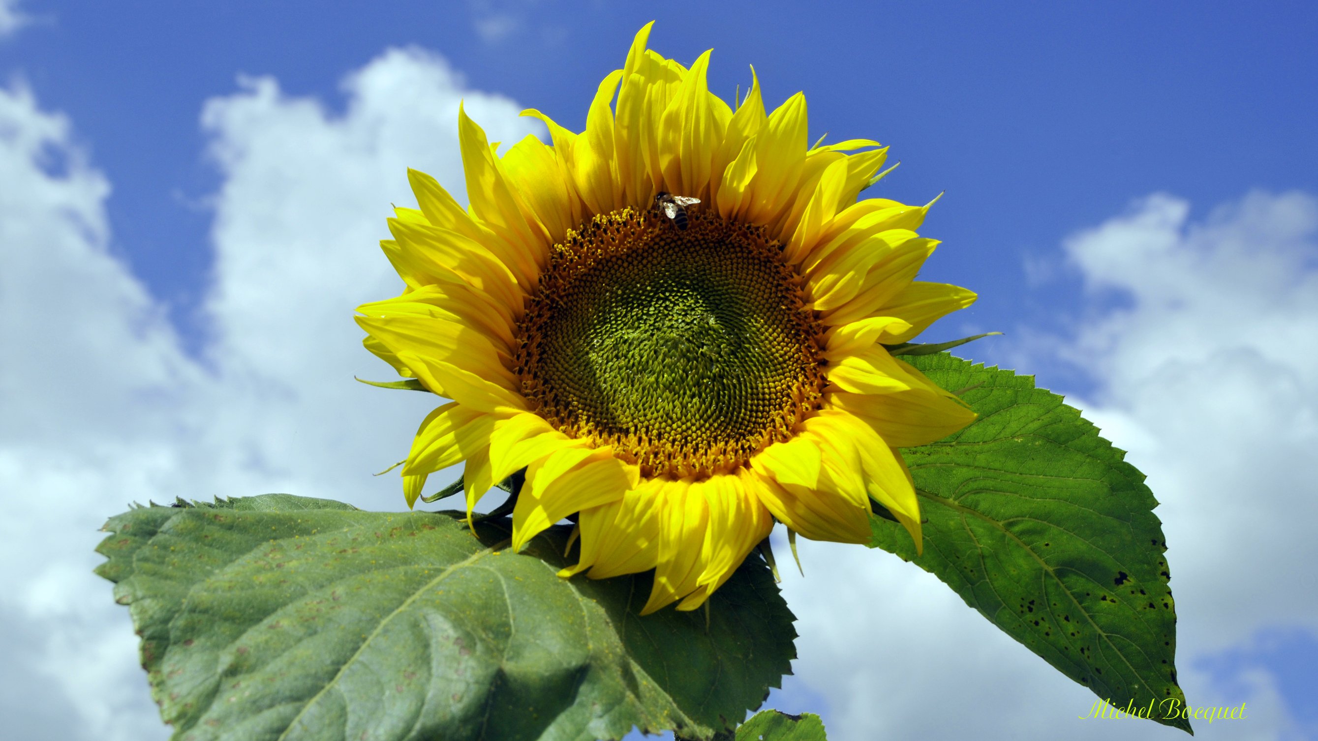 Fonds d'cran Nature Fleurs Gros tournesol