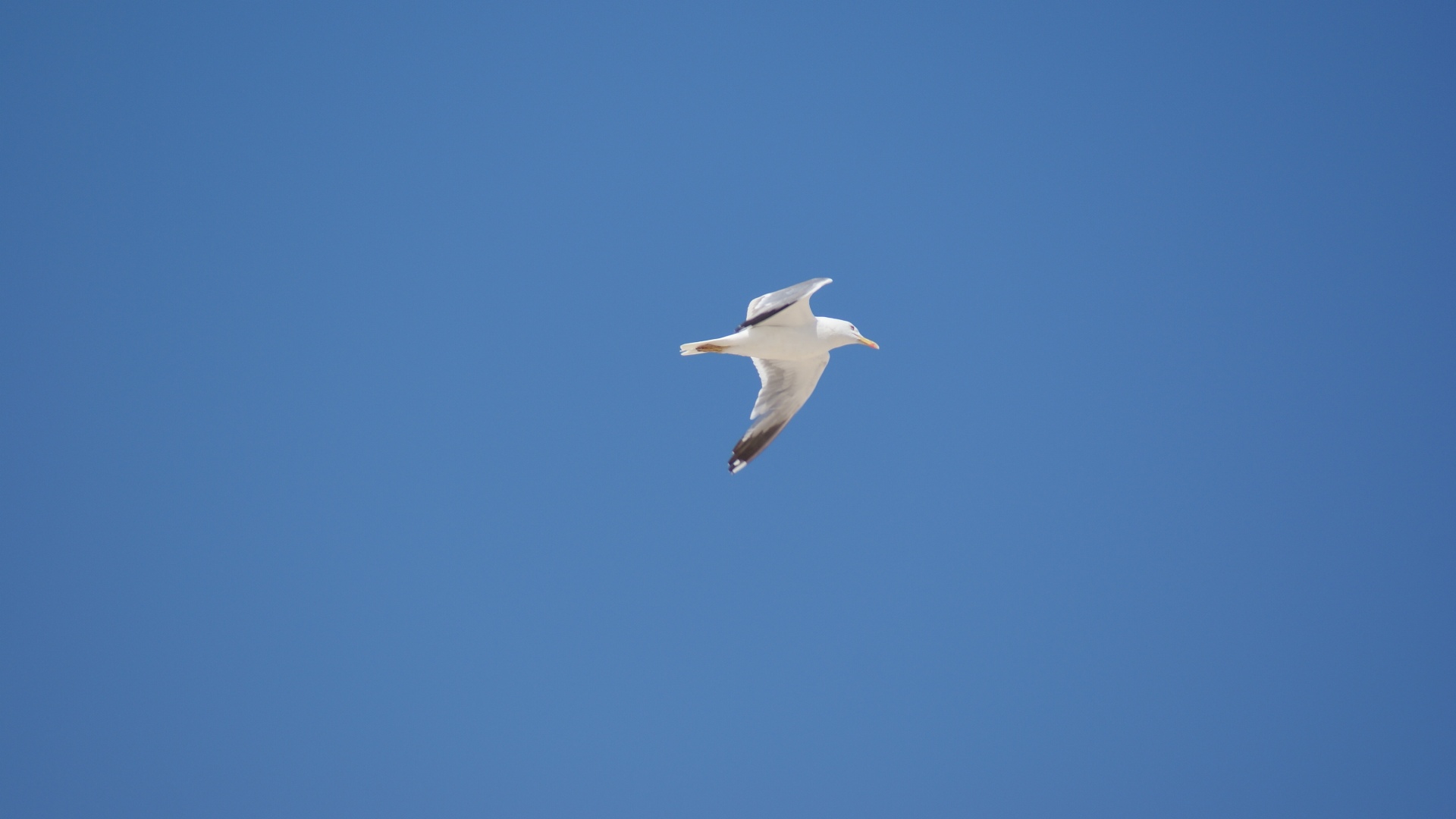 Wallpapers Animals Birds - Gulls 