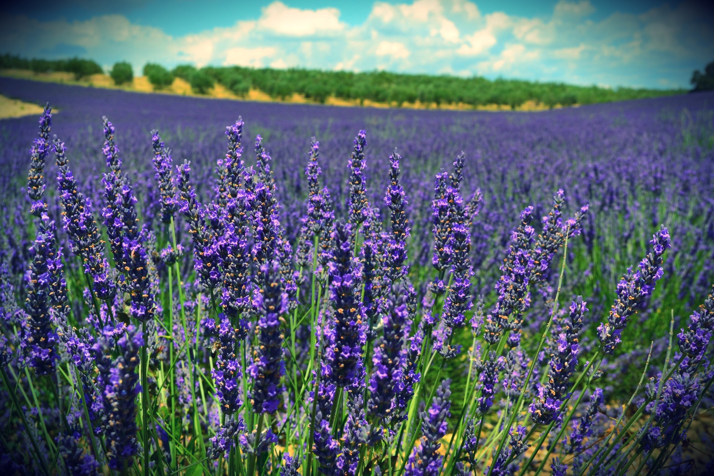 Fonds d'cran Nature Fleurs Lavender