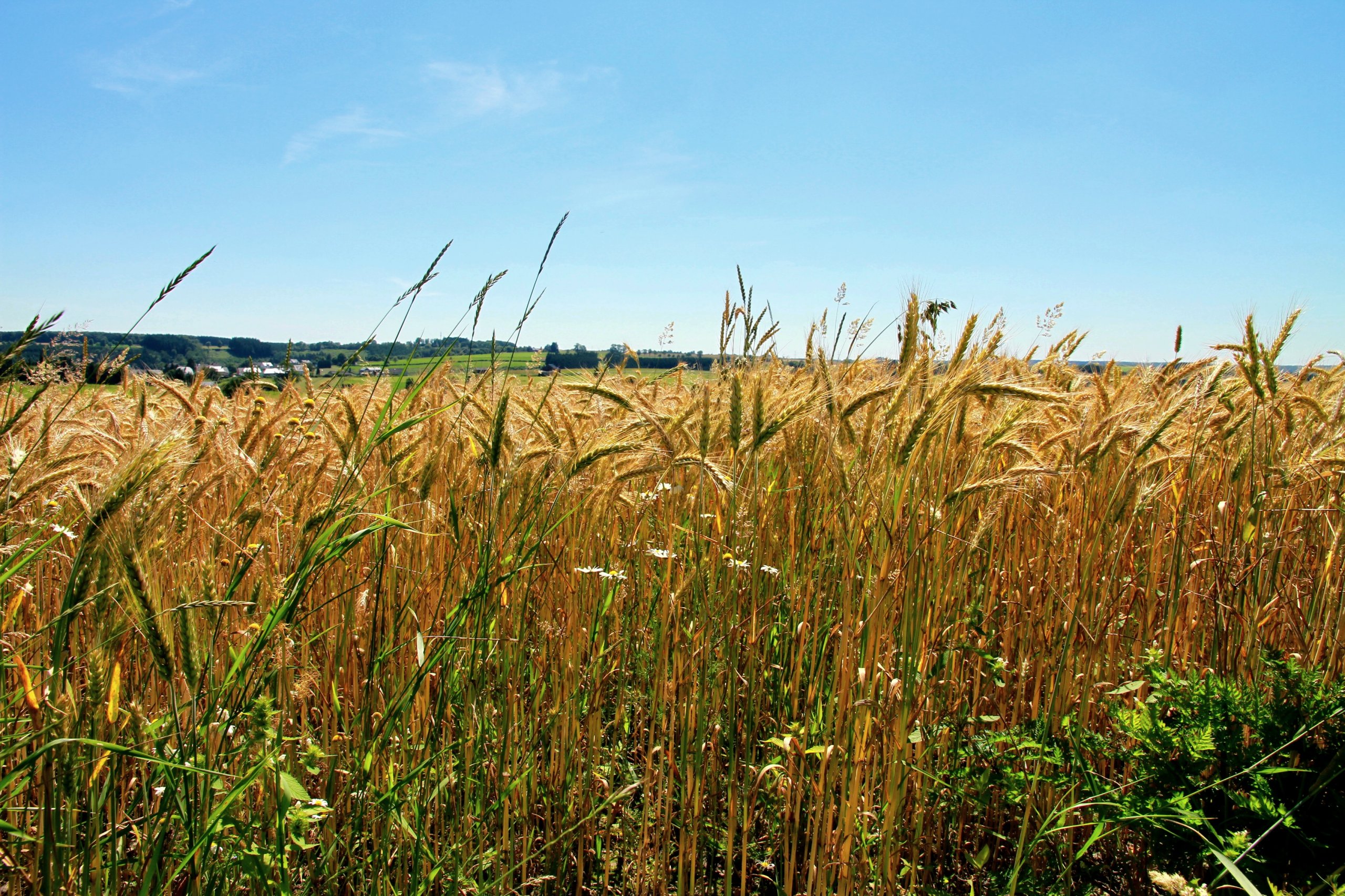 Fonds d'cran Nature Champs - Prairies 