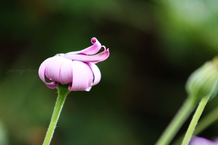 Fonds d'cran Nature Fleurs Jeremy.Aure  Tous droits rservs