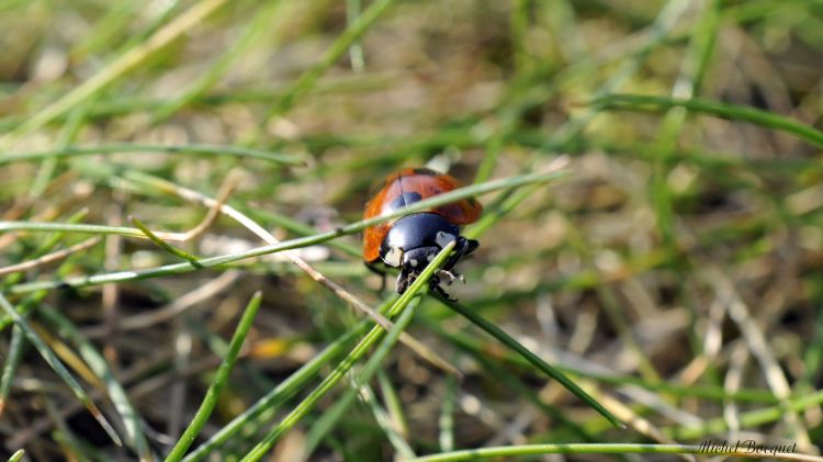 Fonds d'cran Animaux Insectes - Coccinelles Petite coccinelle