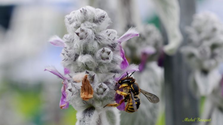 Fonds d'cran Animaux Insectes - Abeilles Gupes ... Petite gupe