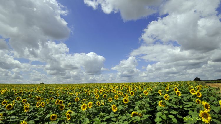 Wallpapers Nature Flowers Champ de tournesol