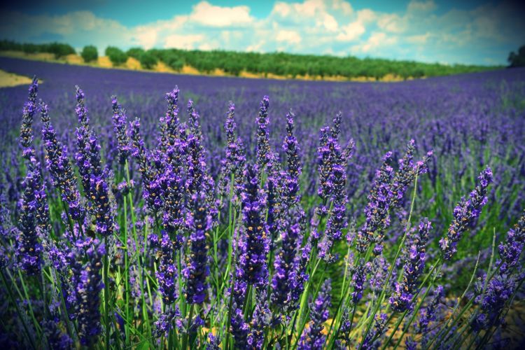 Fonds d'cran Nature Fleurs Lavender