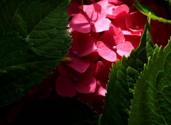  Nature Fleurs du jardin