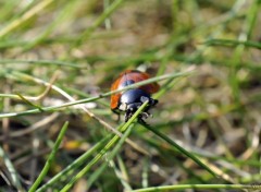  Animaux Petite coccinelle