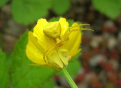  Animaux Misumena vatia