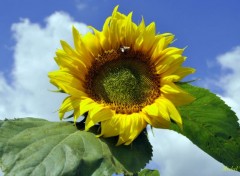  Nature Gros tournesol