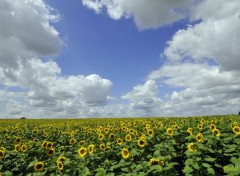  Nature Champ de tournesol