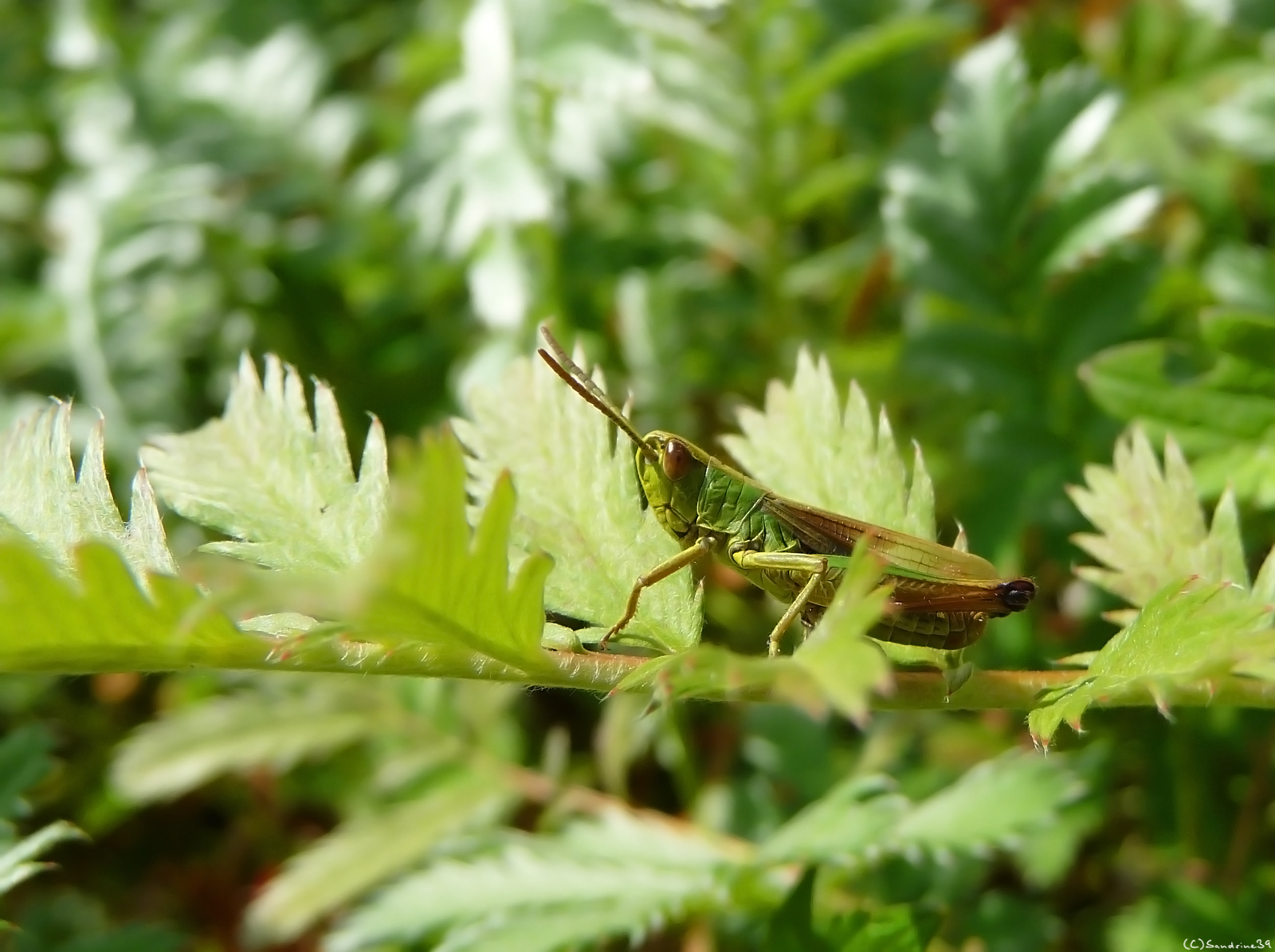 Fonds d'cran Animaux Insectes - Sauterelles et Criquets petite sauterelle