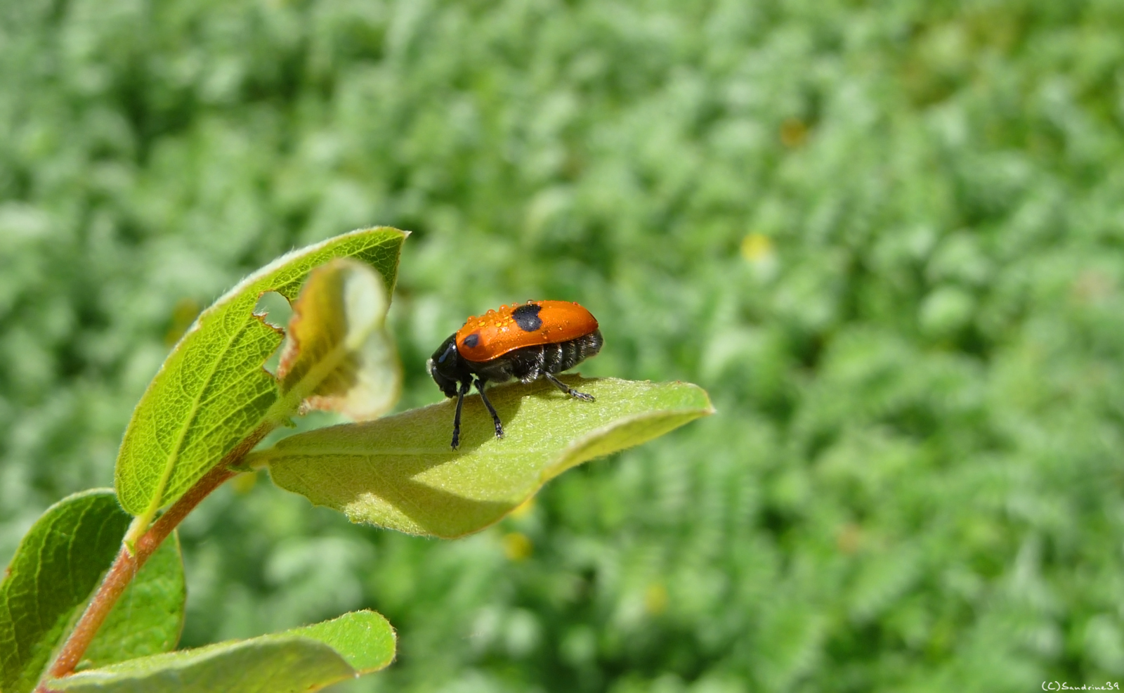 Fonds d'cran Animaux Insectes - Divers insecte