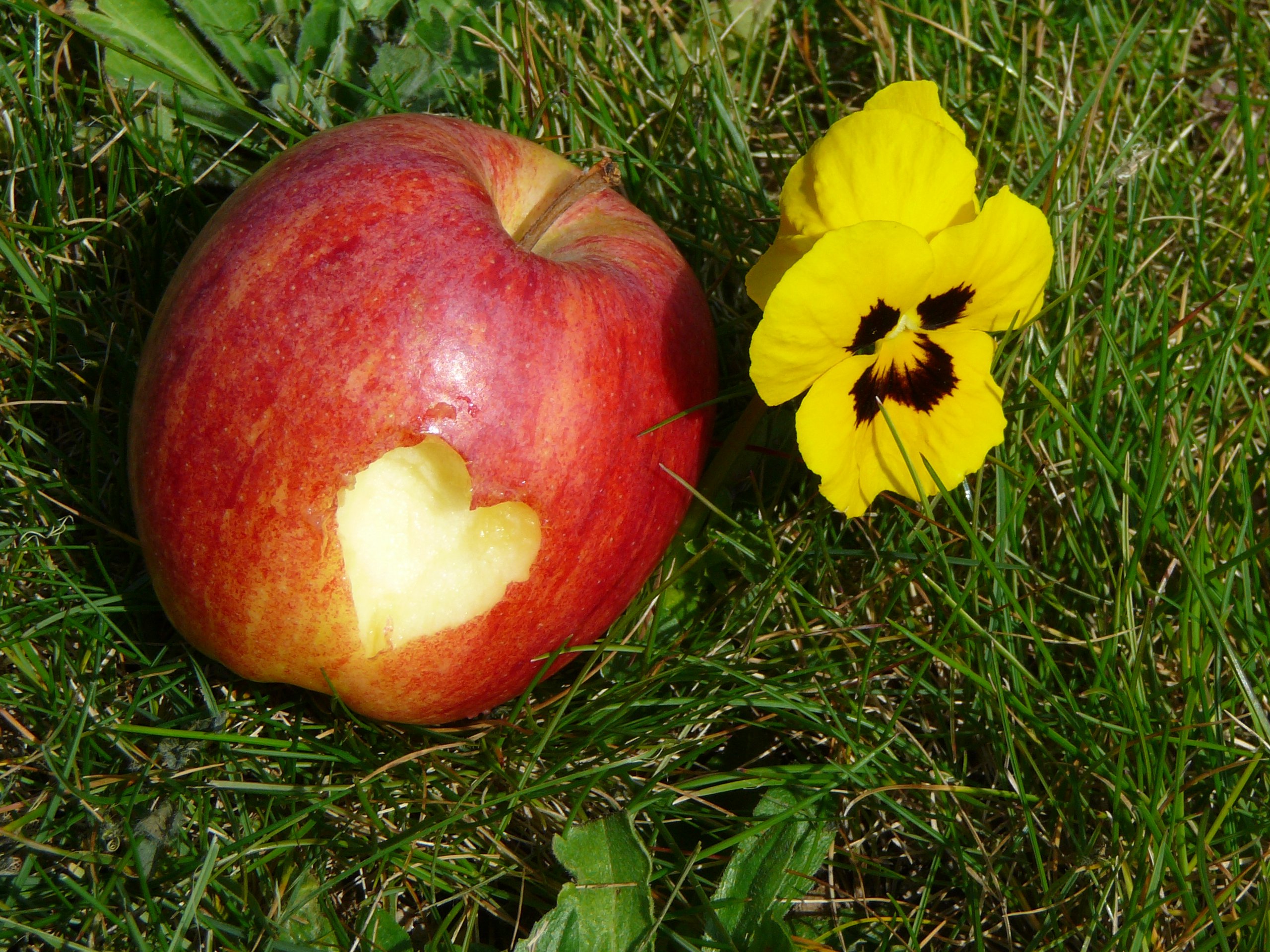 Fonds d'cran Nature Fruits 