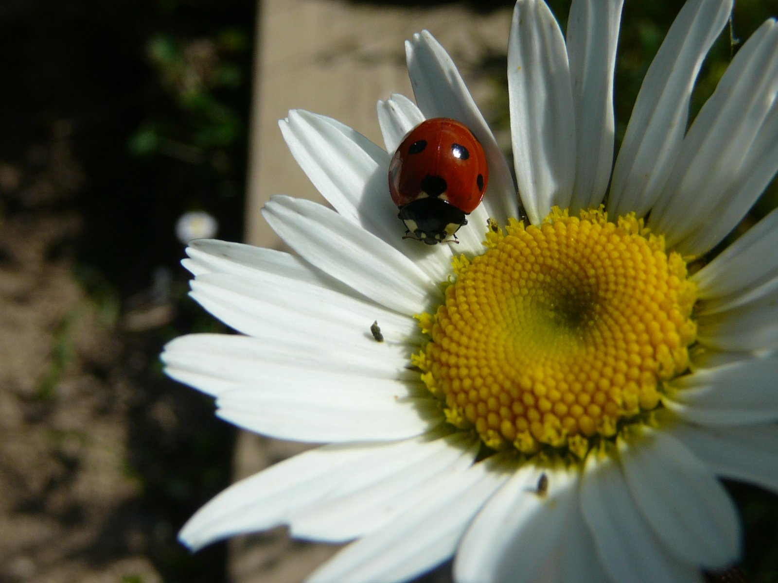 Fonds d'cran Animaux Insectes - Coccinelles 