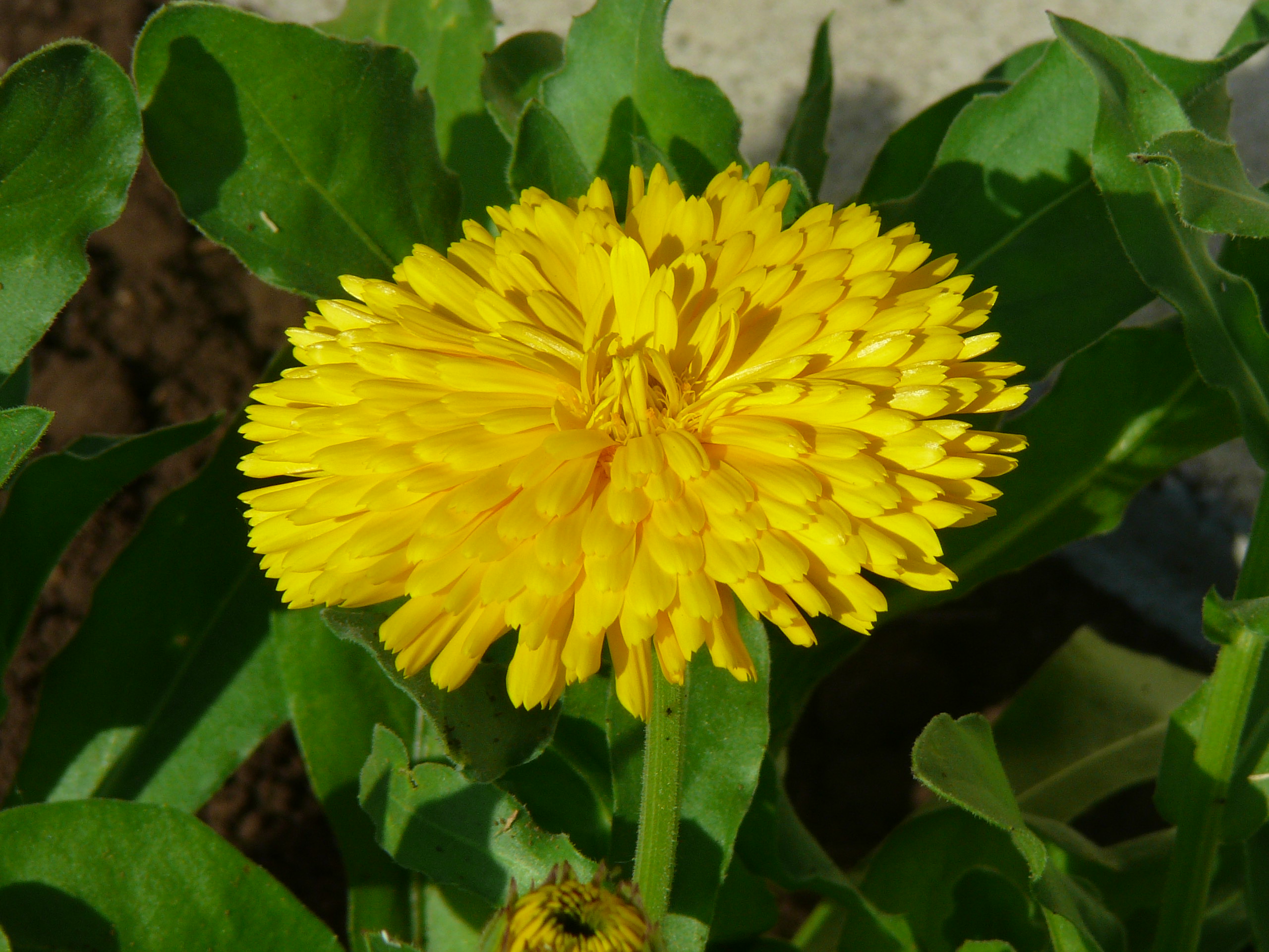 Fonds d'cran Nature Fleurs 