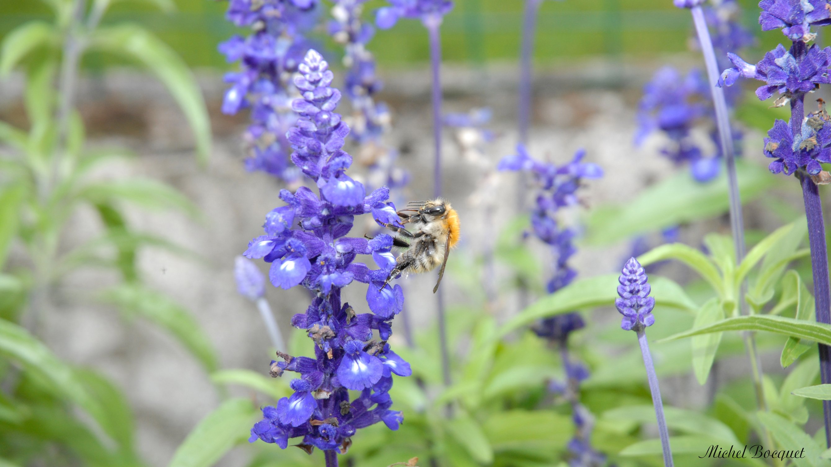 Fonds d'cran Animaux Insectes - Abeilles Gupes ... Une gupe sur des fleurs bleues