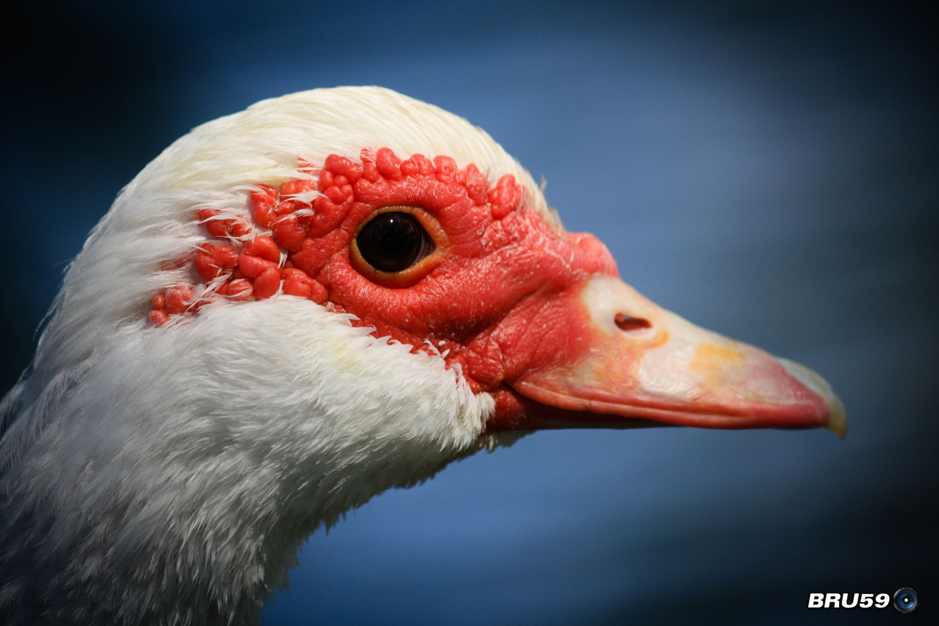 Wallpapers Animals Birds - Ducks Canard