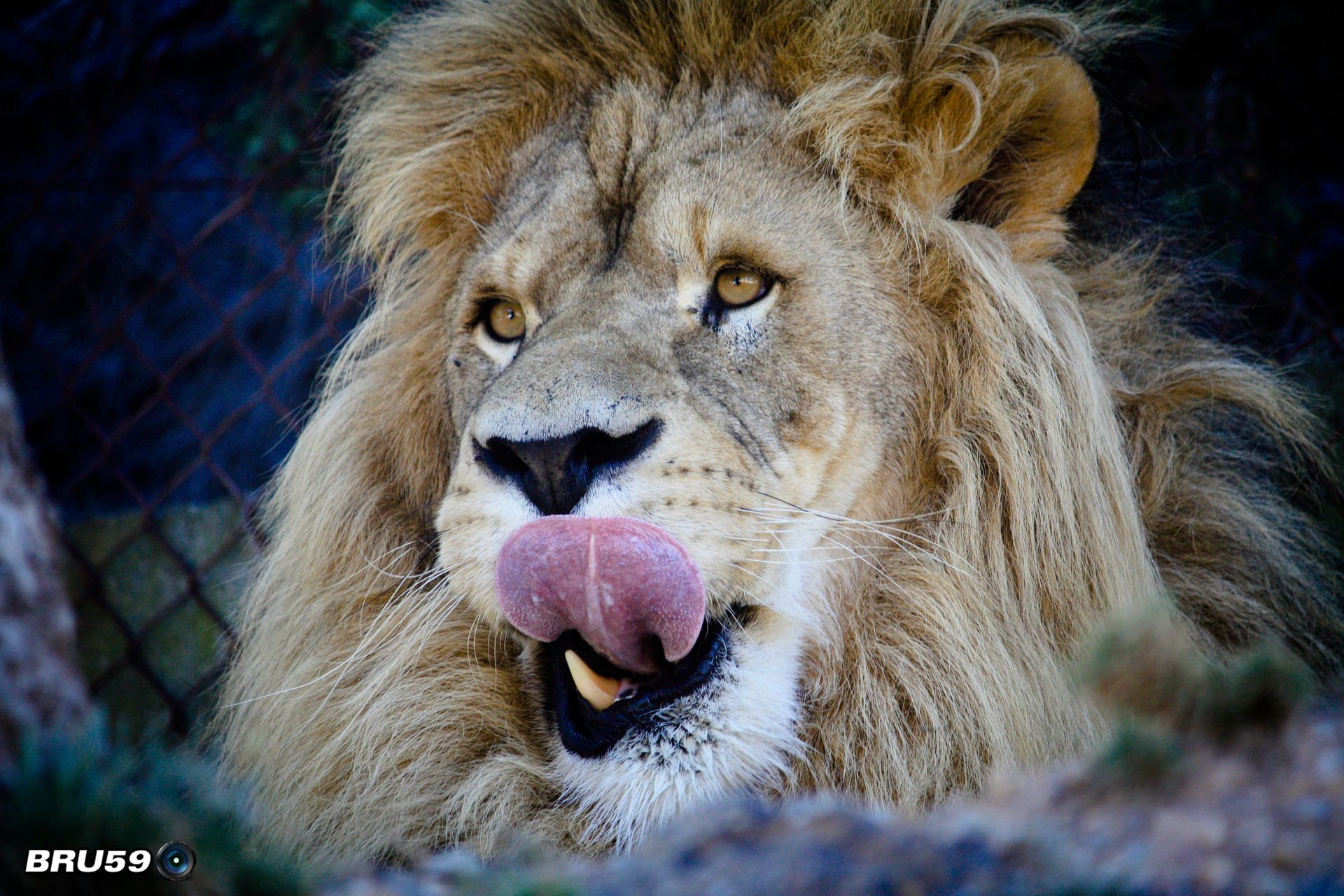 Wallpapers Animals Felines - Lions Lion qui digère