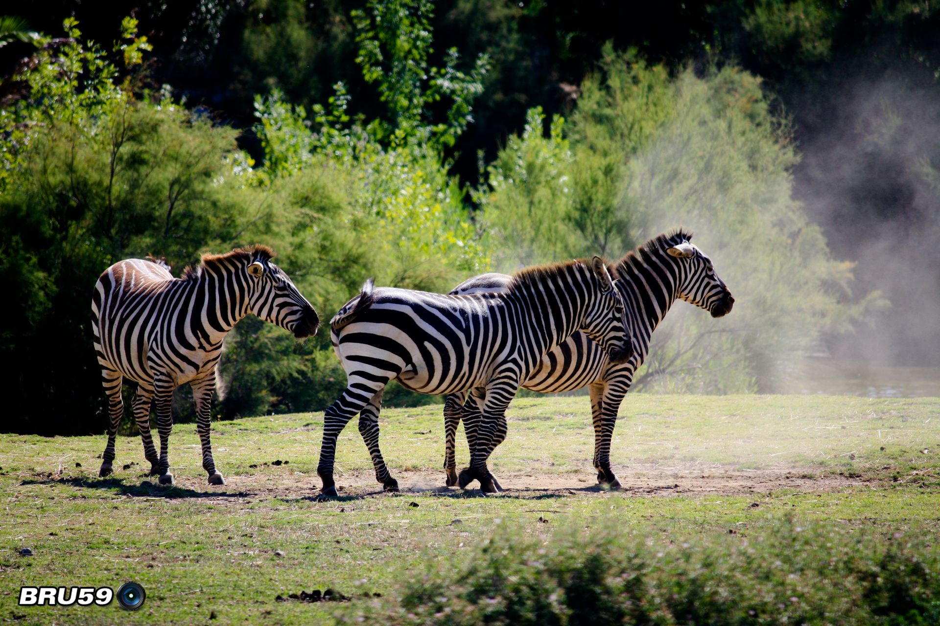 Fonds d'cran Animaux Zbres Zèbres dans la poussière