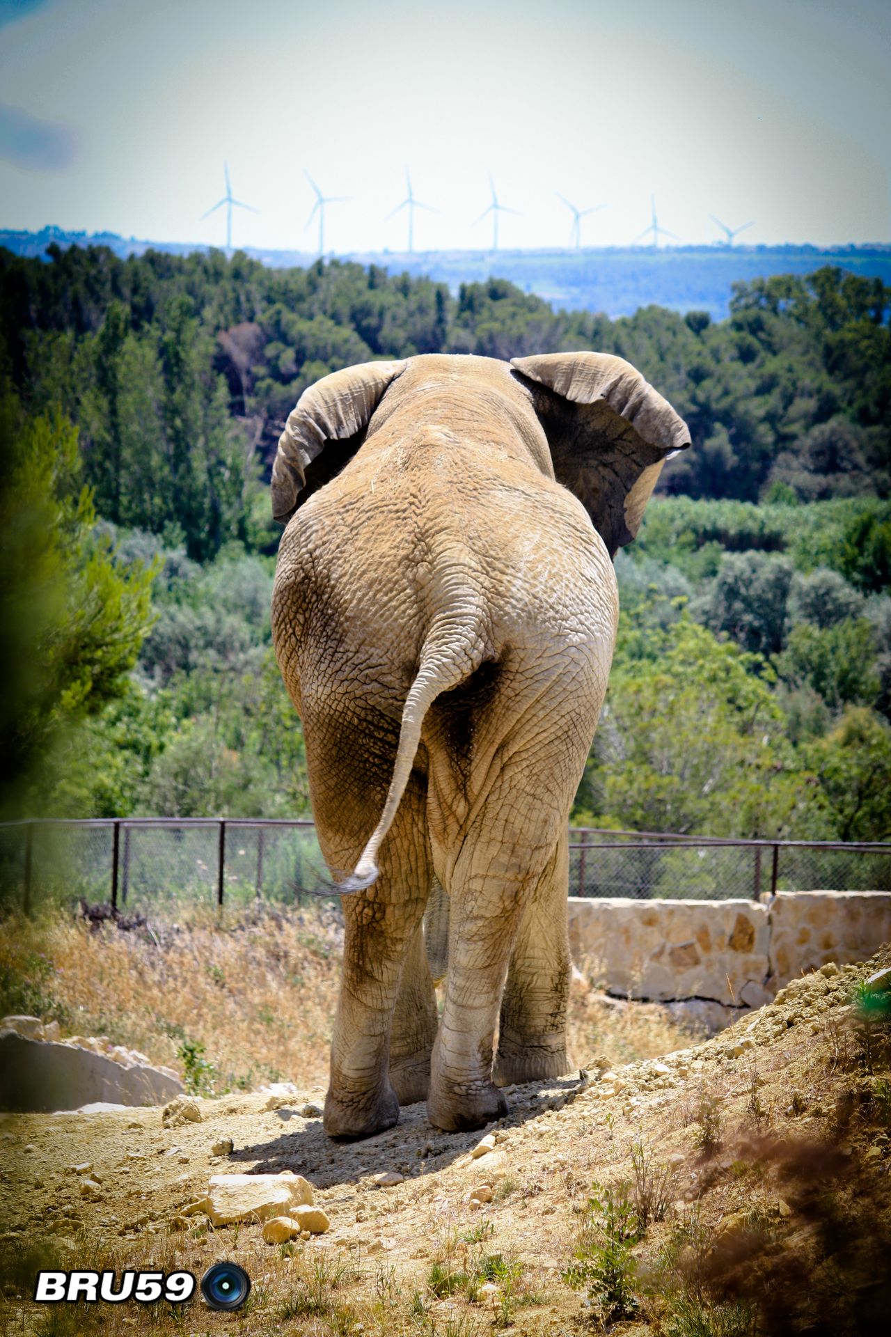 Wallpapers Animals Elephants Elephant regardant l'horizon