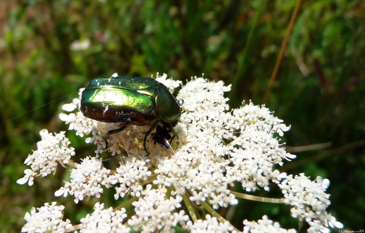 Wallpapers Animals Insects - Beetles petit scarabe 