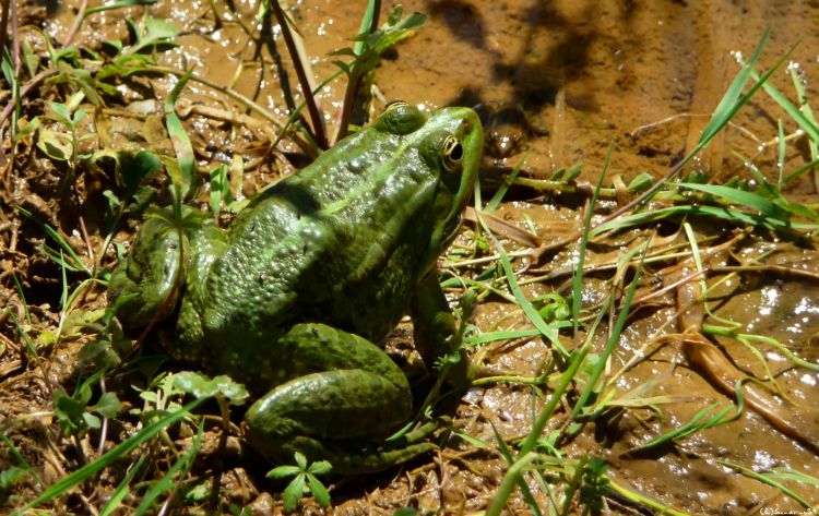 Wallpapers Animals Frogs - Toads Grenouille 