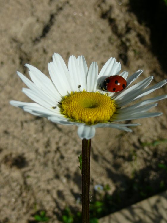 Fonds d'cran Nature Fleurs Garden Love 