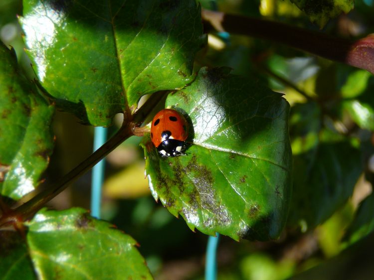 Fonds d'cran Animaux Insectes - Coccinelles Garden Love 