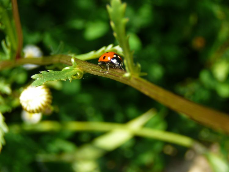 Fonds d'cran Animaux Insectes - Coccinelles Wallpaper N308026