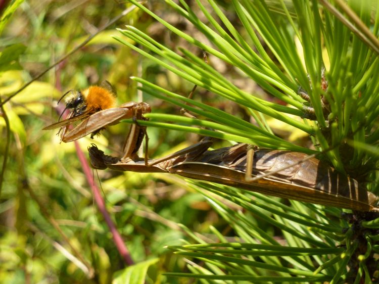 Fonds d'cran Animaux Insectes - Mantes religieuses Attente rcompense.