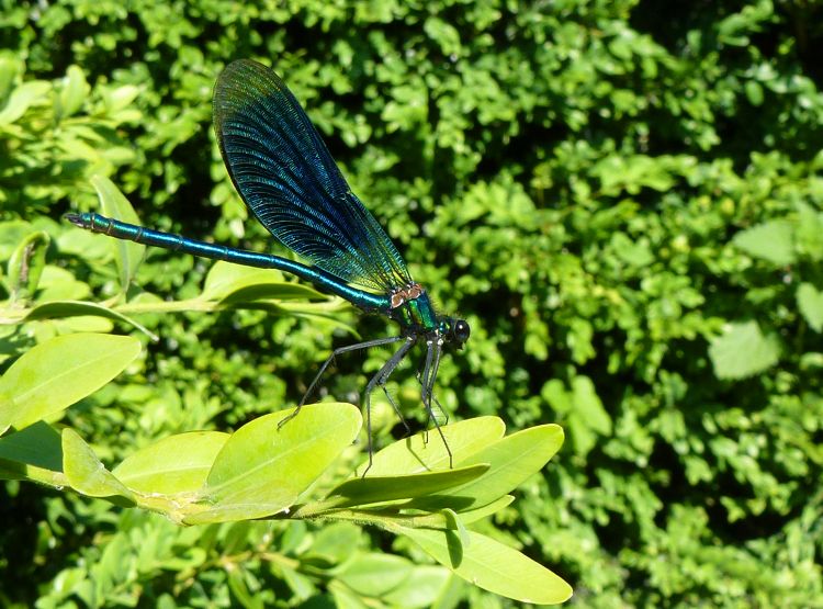 Fonds d'cran Animaux Insectes - Libellules Caloptryx  l'affut.