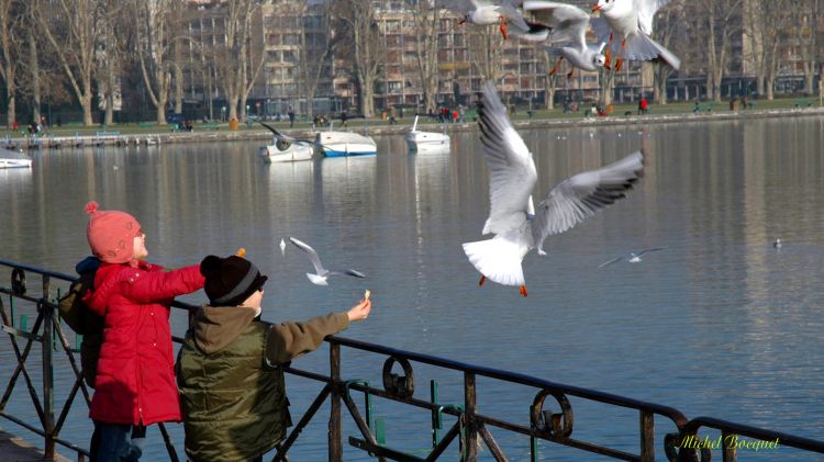 Fonds d'cran Animaux Oiseaux - Mouettes et Golands Enfants et mouettes