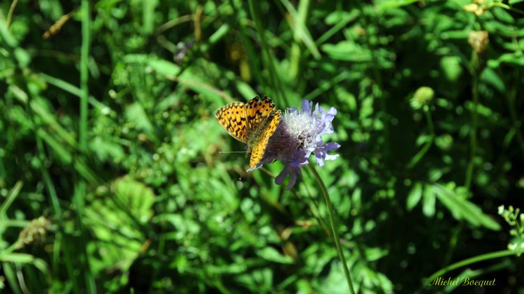 Fonds d'cran Animaux Insectes - Papillons Un papillon sur une fleur bleue