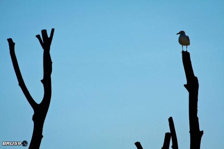 Wallpapers Animals Birds - Gulls Mouette et branches