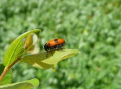  Animaux insecte