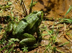  Animals Grenouille 