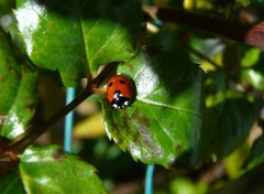  Animaux Garden Love 