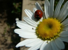  Animaux Image sans titre N308027