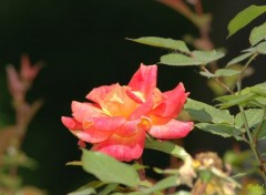  Nature Une jolie rose