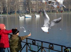  Animaux Enfants et mouettes