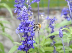  Animaux Une gupe sur des fleurs bleues