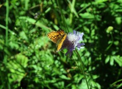  Animaux Un papillon sur une fleur bleue