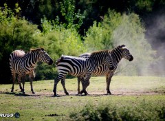  Animals Zèbres dans la poussière