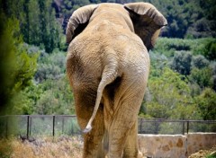  Animals Elephant regardant l'horizon