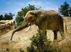  Animals Elephant montrant sa trompe