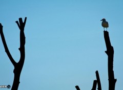  Animaux Mouette et branches