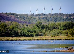  Nature Salins de Peyriac sur Mer