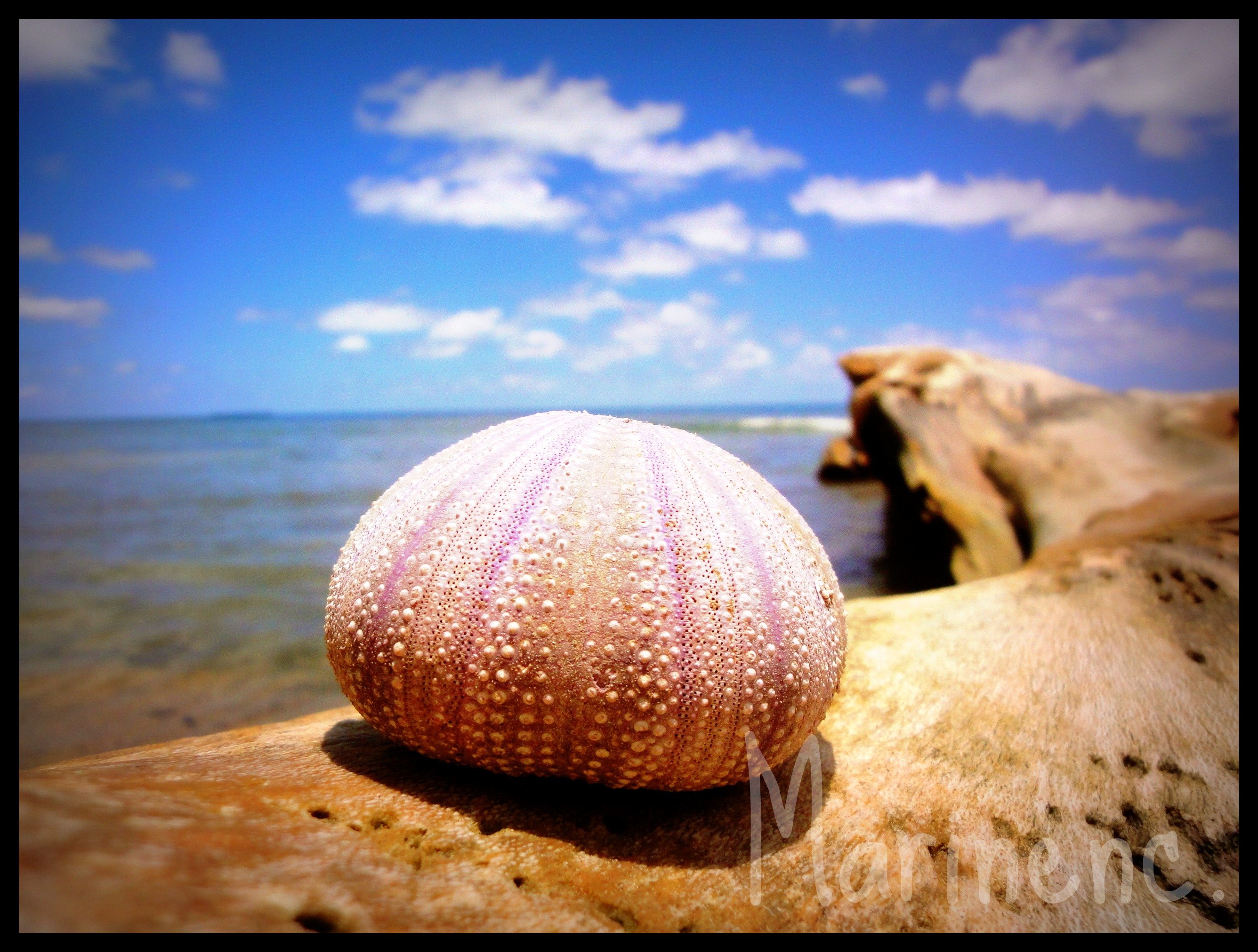 Wallpapers Nature Shells 