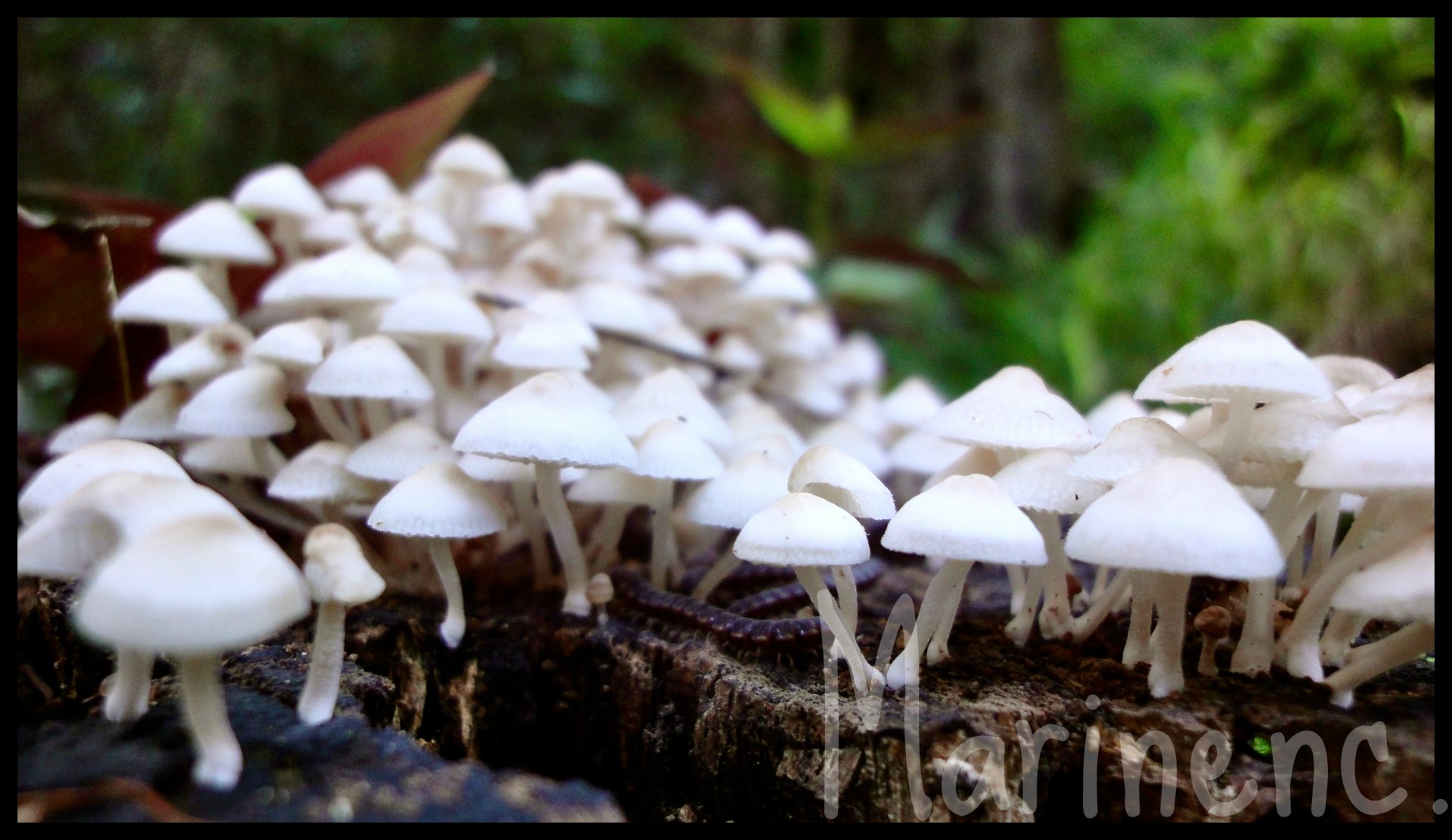 Wallpapers Nature Mushrooms Milles et unes pattes